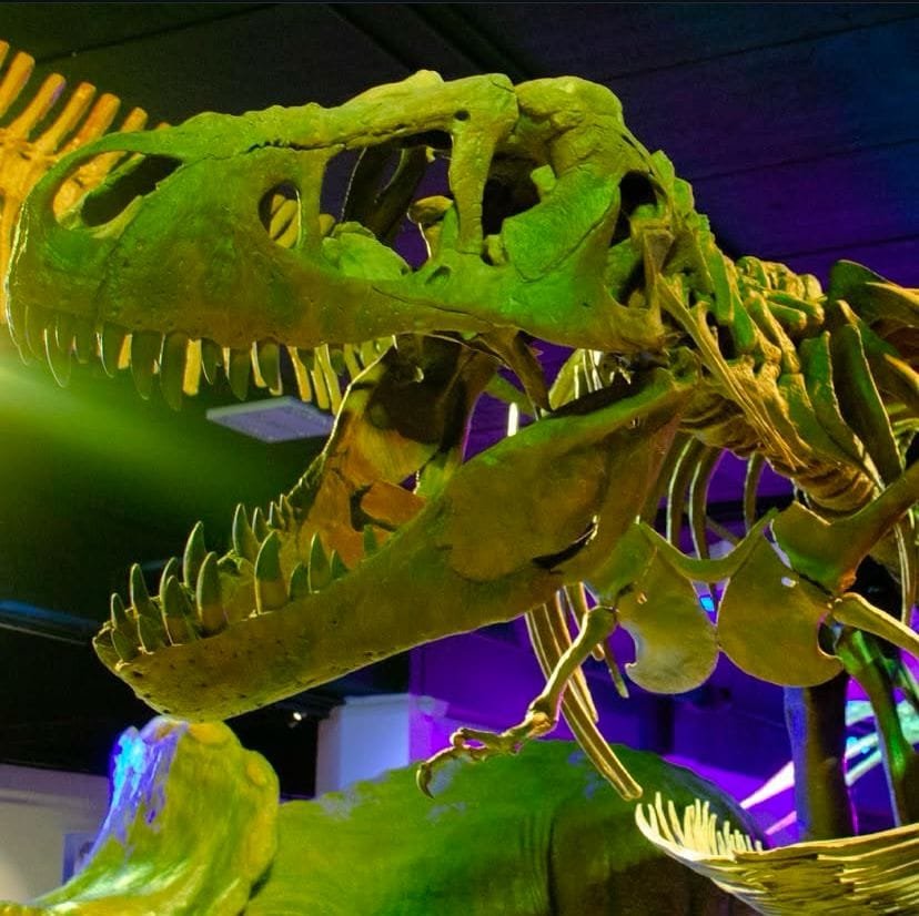 Vista cercana de un esqueleto de Tiranosaurio Rex exhibido en el Museo de la Evolución de Puebla, con iluminación de colores morados y verdes. Resalta el cráneo y mandíbula del dinosaurio.
