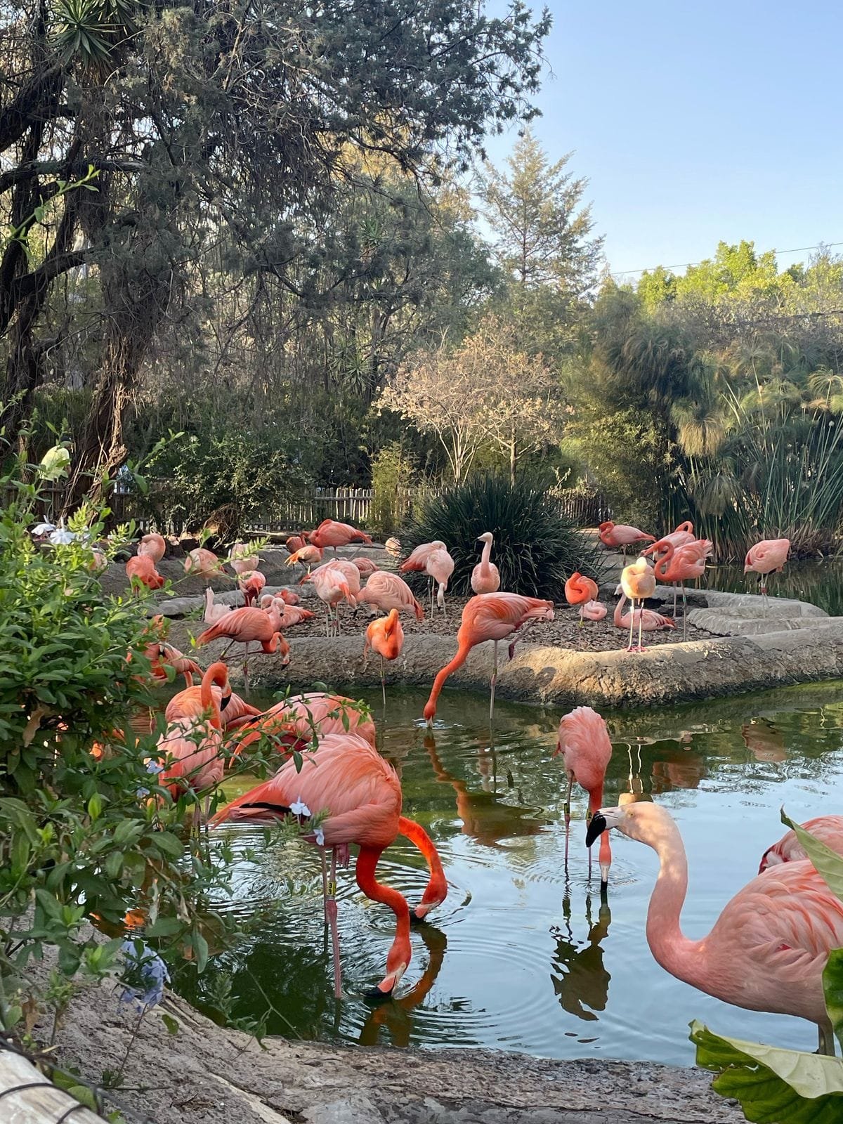 Área de flamingos en Africam Safari, rodeados de árboles, un lago y un cielo azul y despejado.