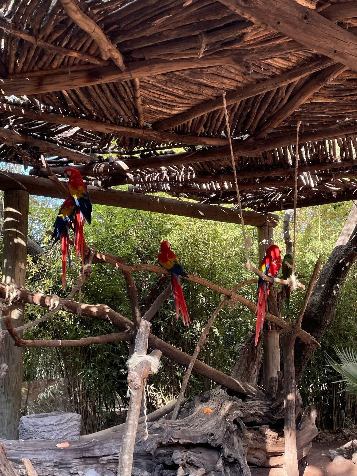 Cuatro guacamayas rojas con plumas azules y amarillas posadas sobre ramas de madera dentro de una estructura techada hecha de troncos de madera, rodeada de vegetación verde, ubicada en el zoológico Africam Safari Puebla.