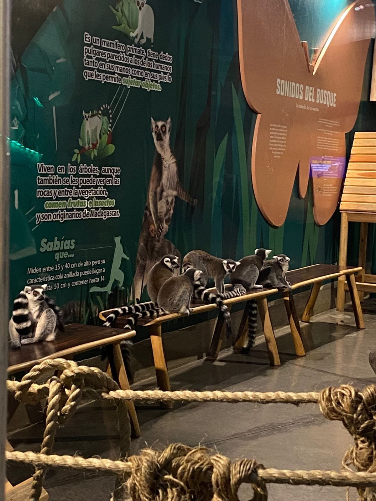 Grupo de lémures de cola anillada posando en una estructura de madera dentro del Acuario Michin de Puebla. El fondo tiene datos informativos sobre los lémures y otros animales, se observa una mariposa naranja con más información. El área se encuentra delimitada por cuerdas.