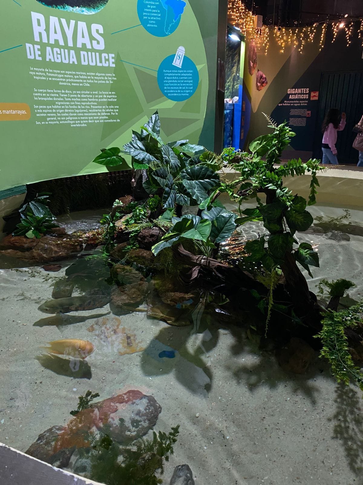 Exhibición de rayas de agua dulce en el Acuario Michin de Puebla. Hay un estanque con plantas acuáticas y varias rayas visibles bajo el agua. Al fondo hay un cartel informativo de color verde, y textos explicativos acerca de estos animales.